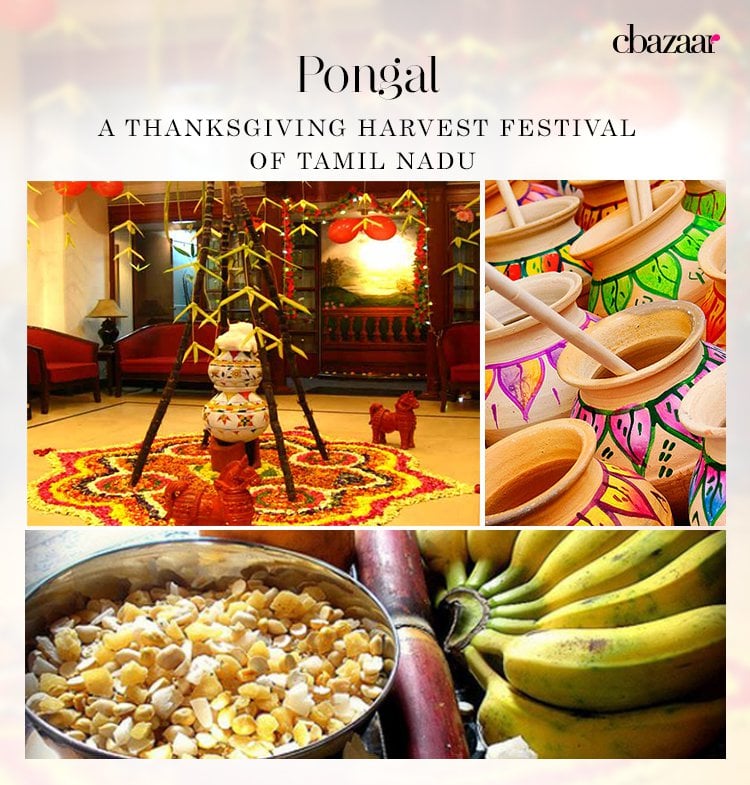 Pongal – A Thanksgiving Harvest Festival of Tamil Nadu